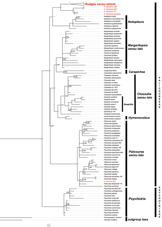 Fig. 3. Majority‐rule consensus tree from the Bayesian analysis of the combined datasets of rps16, trnL‐trnF and  ITS. The numbers above or on the side of the nodes refers to posterior probabilities. Taxa in red correspond to  species of Rudgea. The clade 