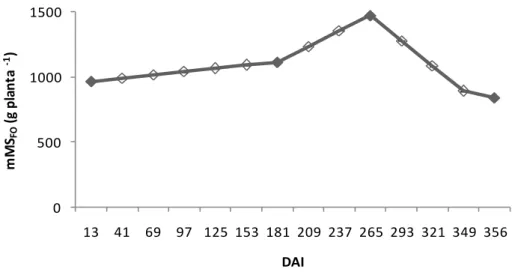 Figura 2.2  –  Estimativa da evolução da massa de matéria seca das folhas (mMS FO ) de  cafeeiros  de  13  à  356  dias  após  o  início  (DAI);  pontos  cheios  correspondem a medidas e pontos vazios estimativas 