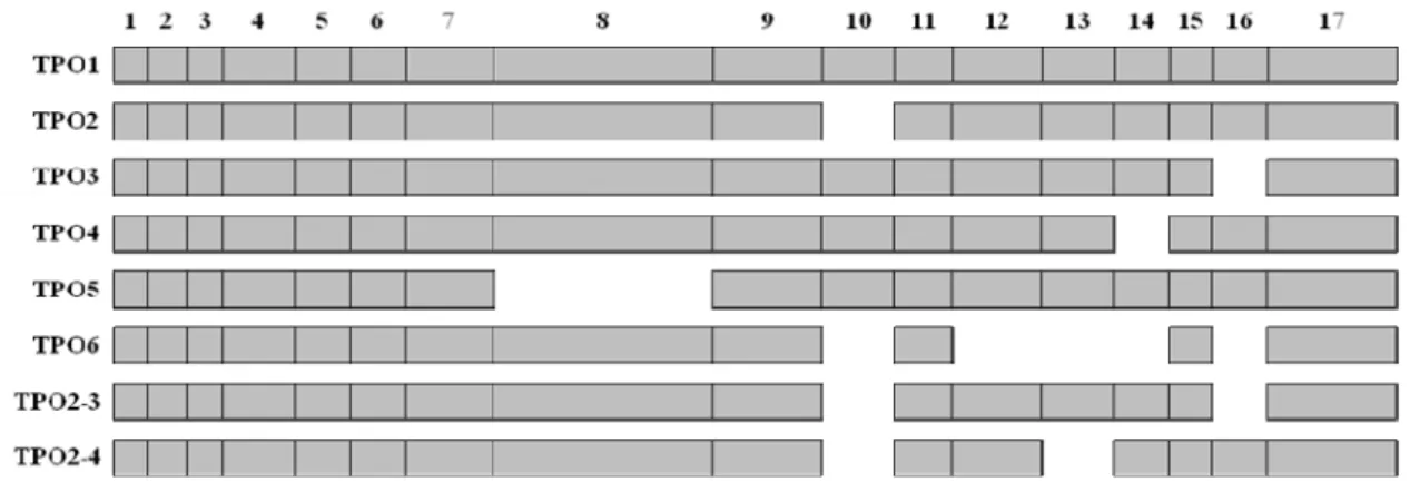 Figura 3: Esquema representativo das 8 variantes da TPO indicando as perdas ao longo  de cada isoforma 