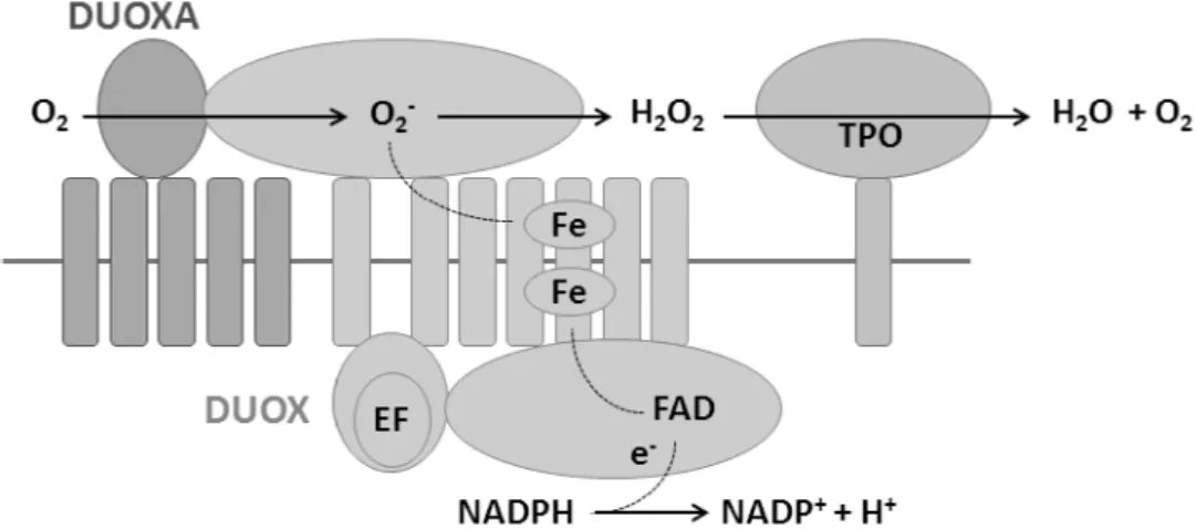 Figura 6: Representação esquemática do funcionamento DUOX2/DUOA2 e TPO. O  complexo heterodimérico DUOX2/DUOXA2 fornece o H 2 O 2  necessário para catalisar  as reações da TPO (34) 