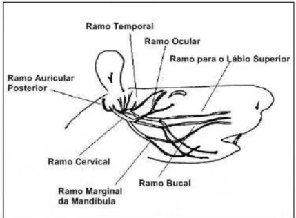 Figura 2 - Vista esquemática dos ramos do nervo facial em ratos (Figura  adaptada de YETISER et al., 2005)