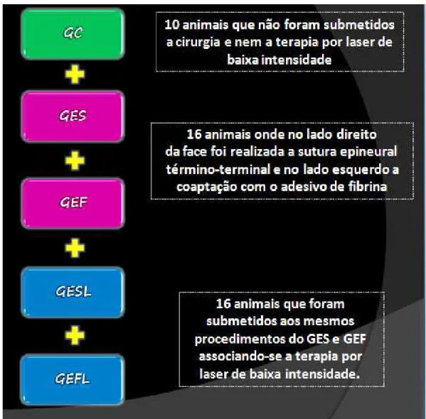 Figura 4 - Esquema da divisão dos grupos de animais. 