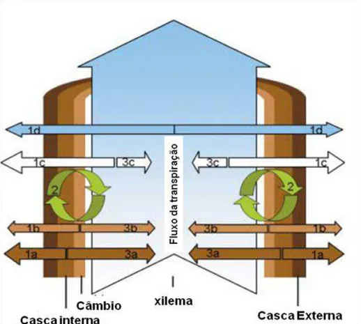 Figura 5 - Esquema ilustrando as principais fontes e drenos do CO 2  no interior do caule das árvores
