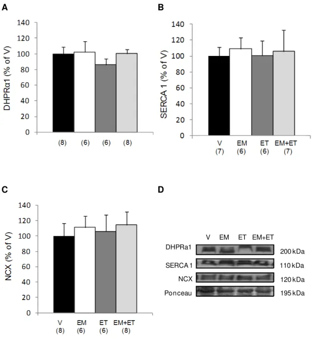 Figure  4:  Exercise  training  and  its  mimetics  do  not  change  calcium  handling protein expression