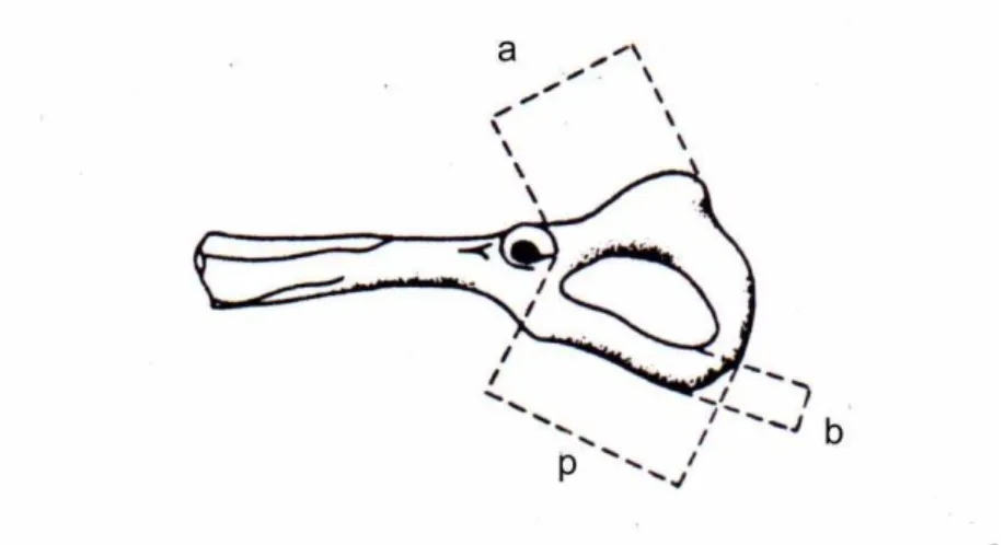 Figura 7. Cintura pélvica de roedor mostrando a = comprimento do ísquio, p =  comprimento do púbis e b = largura mínima do púbis (adaptado de Dickman et al
