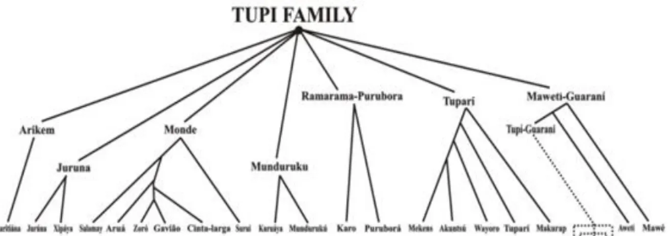 Figura 1: Classificação Genética da Família Tupi (Galúcio et. al, submetido a publicação) 