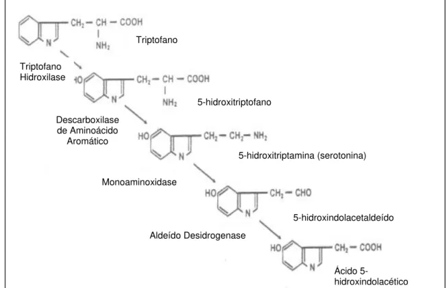 Figura 2 - Síntese e degradação da 5-HT (retirado de Donaldson, 1998) Triptofano Triptofano Hidroxilase Descarboxilase de Aminoácido Aromático 5-hidroxitriptamina (serotonina) Monoaminoxidase Aldeído Desidrogenase 5-hidroxindolacetaldeído Ácido 5-hidroxind