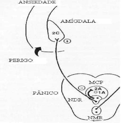 Figura 3 – Vias serotonérgicas ascendentes provindas do Núcleo Dorsal da Rafe – retirado de Graeff, 1999