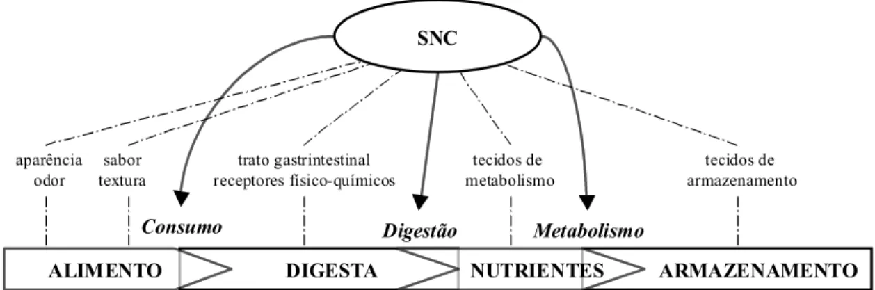 Figura 5.  Controle do comportamento alimentar associado ao sistema nervoso central  (SNC)(Fonte: Forbes, 2000) 