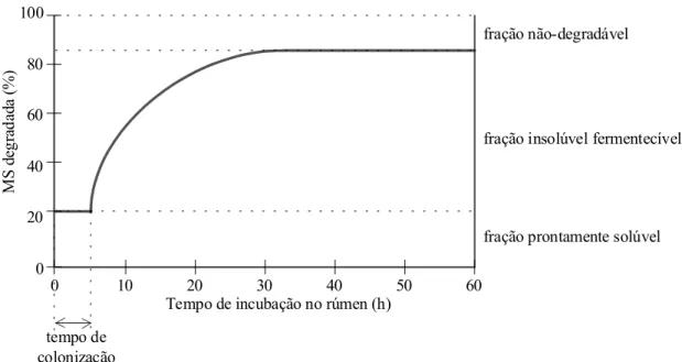 Figura 6.  Esquema da cinética de primeira ordem utilizada pelo modelo de Ørskov &amp; 