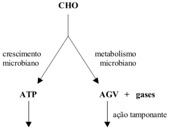Figura 7.   Produção de gases e de biomassa microbiana a partir da digestão de  carboidratos (adaptado de Schofield, 2000) 
