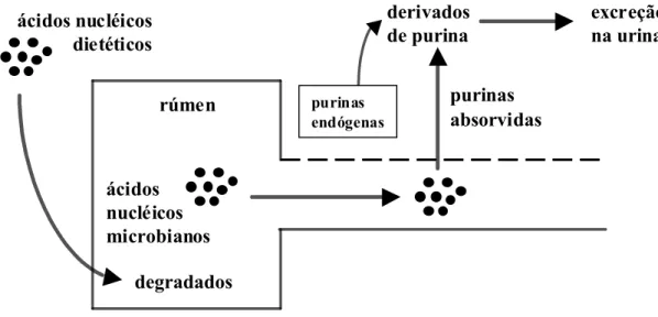 Figura 8.   Representação esquemática do princípio do método de determinação da  excreção urinária de derivados de purina para estimativa do suprimento de  proteína microbiana para ruminantes (adaptado de Chen &amp; Gomes, 1992)   