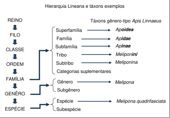 Figura 4  –  Táxons para formar a classificação da espécie de abelha sem ferrão  Melipona quadrifasciata