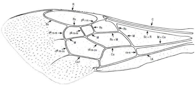 Figura 9  –  Caracteres da asa anterior de Tyghater Analis (Fonte: SILVEIRA; MELO; 