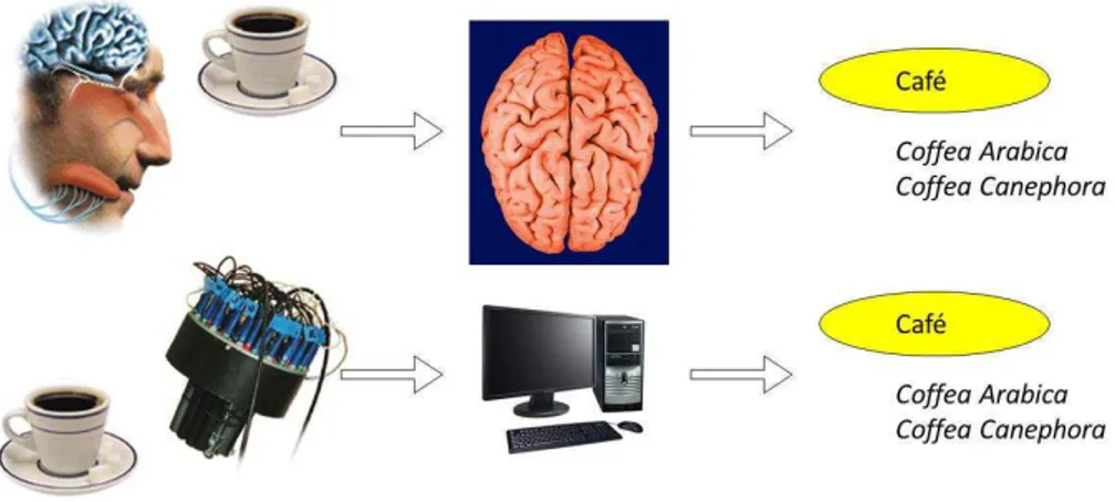 Figura  1.4:  Comparação  do  funcionamento  dos  dispositivos  eletrônicos  (língua  e  nariz)  com  os  respectivos sentidos humanos