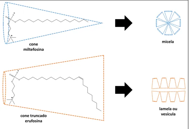 Figura  1  -  Representação  esquemática  das  conformações  das  moléculas  de  miltefosina, erufosina e os agregados supramoleculares formados pela miltefosina e  erufosina