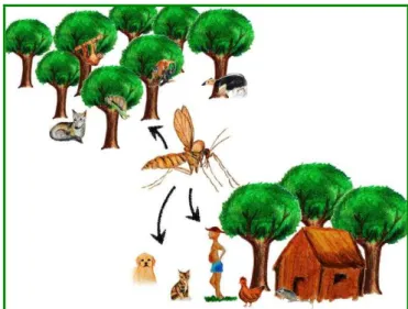 Figura 10 -   Representação  dos  diferentes  ecossistemas,  tanto  silvestre  quanto  doméstico,  que  podem circular o vetor e ocorrer a Leishmaniose Tegumentar  –  São Paulo - 2012 