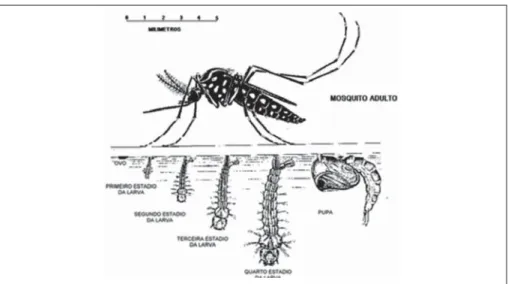 Figura 2: Fases de desenvolvimento do Aedes aegypti.
