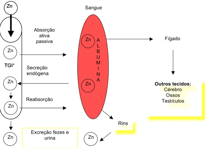 Figura  1:  Esquema  de  absorção,  transporte  e  excreção  de  zinco.  (Proposto  por  HENRIQUES et al