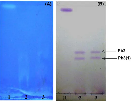 Figura 1. Cromatografia em camada de alta resolução (HPTLC) de glicolipídios acídicos purificado a  partir  do  extrato  lipídico  bruto  de  P