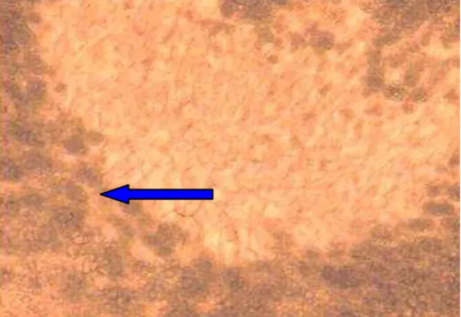 Figura  4 – Corte transversal (aumento de 10x) da base do rebento maduro indicando  reserva de amido nos tecidos