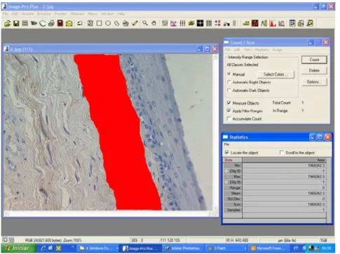 Figura 6. Interface do programa de análise digital de imagem mostrando fotomicrografia  com delimitação da área total a ser medida marcada em vermelho