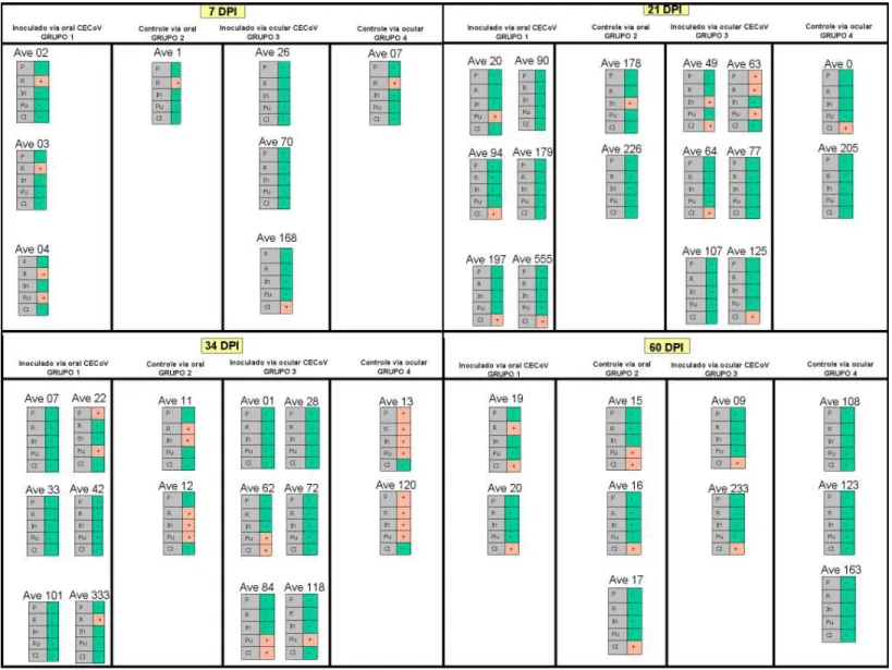 Figura 7 -  Distribuição física dos grupos experimentais e resultados da PCR