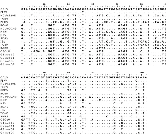 Figura 8- Alinhamento de nucleotídeos de um segmento do gene codificador da proteína  RNA- polimerase RNA-dependente (gene pol) entre as seqüências pertencentes aos  Coronavírus Canino (CCoV), Vírus da Peritonite Infecciosa Felina (FIPV),  Coronavírus Huma