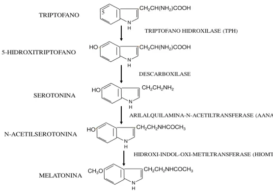 Figura 3.  Via metabólica de síntese da melatonina.  