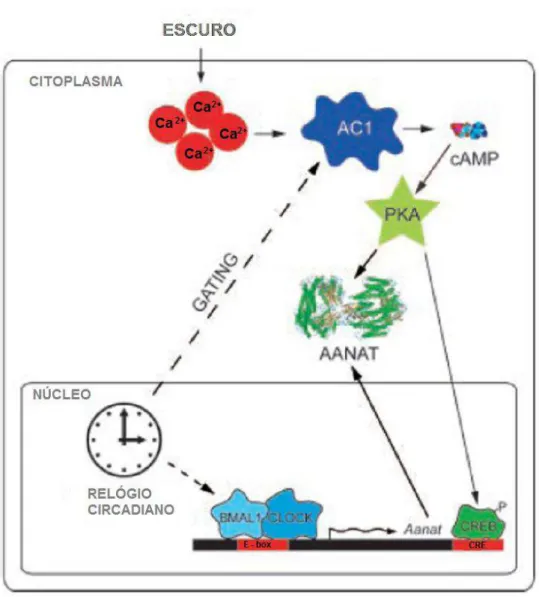 Figura 4. Mecanismo pelo qual o relógio circadiano regula a expressão rítmica do gene Aanat