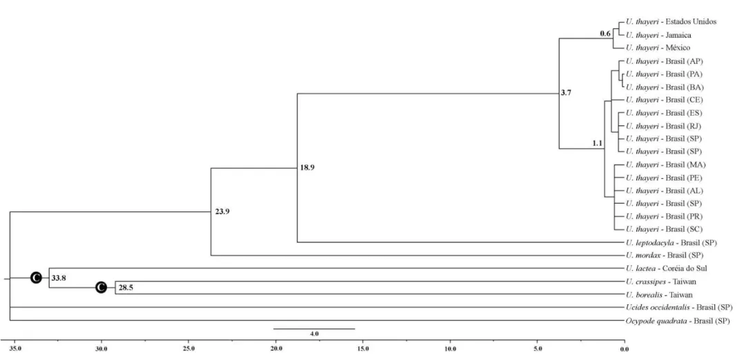 Figura 10. Uca thayeri. Dendrograma construído pelo método de inferência Bayesiana (modelo TrN+I+G) para o gene COI