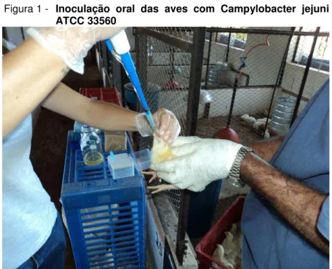 Figura 1 -  Inoculação  oral  das  aves  com  Campylobacter  jejuni  ATCC 33560 