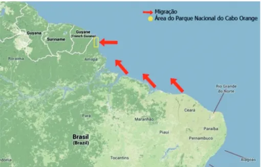 Figura 2 – Área de migração das grandes embarcações que vão pescar no extremo  norte do Brasil, em águas amapaenses