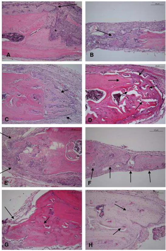 Figura 5.3  –  Aspectos histológicos do reparo do defeito ósseo: A) Controle 7 dias  –  ligeiro infiltrado  inflamatório (asterisco) e tecido de granulação exuberante (seta); neoformação óssea na  periferia da cortical óssea  remanescente (setas)