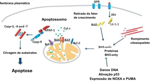 Figura  3  –   Esquema  representando  a  via  intrínseca  da  apoptose.  Figura  adaptada de PEREIRA e AMARANTE-MENDES, 2011