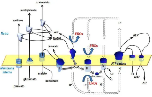 Figura  1.    Etapas  envolvidas  no  mecanismo  de  fosforilação  oxidativa  e  os  principais  pontos  de  geração  de  espécies  reativas  de  oxigênio  na  cadeia  transportadora  de  elétrons  mitocondrial
