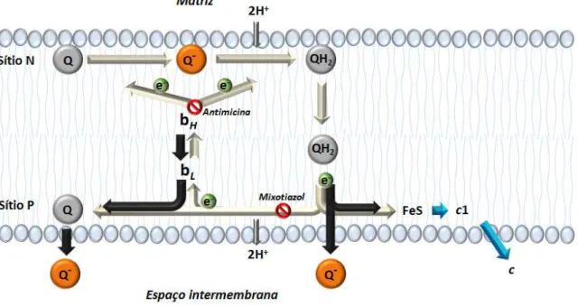 Figura  2.  Esquema  do  ciclo  de  regeneração  da  coenzima  Q  na  membrana  interna  mitocondrial  (Ciclo  Q)