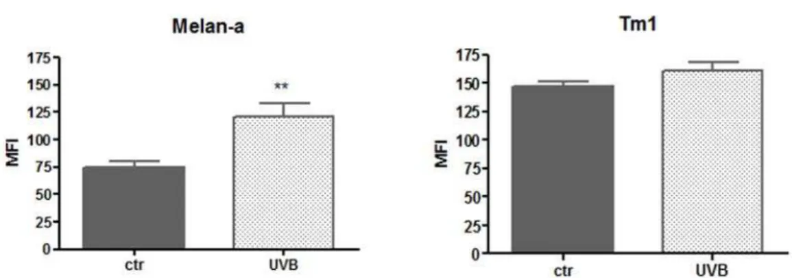 Figura 9 – A exposição à UVB induz acúmulo de superóxido em melan-a e  não em TM1.  Avaliação da produção de superóxido  através do marcador  mitoSOX TM 