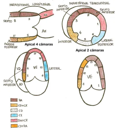 Figura 4.  Segmentação do VE. 