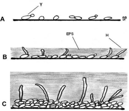 Figura 3- Formação de biofilme por C. albicans e C. dubliniensis; A: 0-11 h; B: 