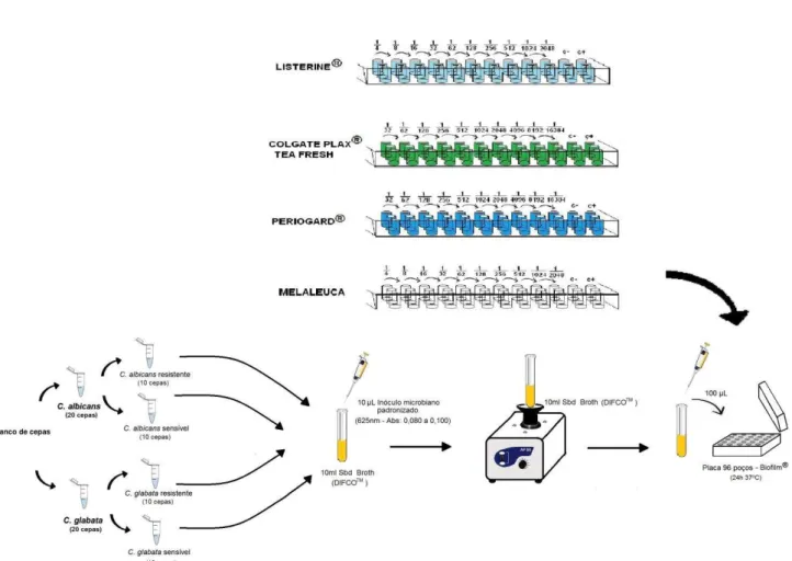 Figura  6.  Fluxograma  da  padronização  do  inóculo  microbiano  e  das  diluições  dos  antissépticos bucais e do óleo de melaleuca sobre as cepas clínicas de C