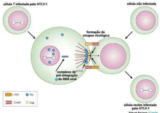 Figura 2 – Modelo de replicação célula a célula. A figura ilustra o contato célula a célula  para criar a sinapse virológica