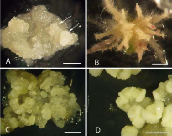 Figura  1.3  -  Resposta  morfogênica  de  segmentos  de  folhas  jovens  de  plantas  cultivadas in  vitro, A e  B, e de embriogênese repetitiva, C e  D