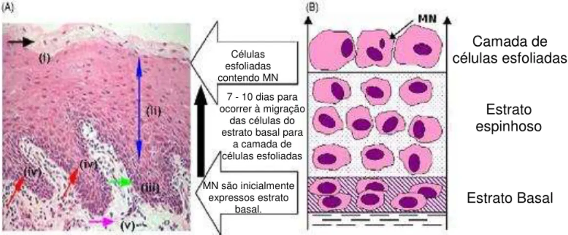 Figura 4. Estrutura e diferenciação do epitélio oral. A  –  Fotomicrografia do epitélio de  mucosa  oral  humana  mostrando  as  diferentes  camadas  de  células  do  epitélio  e  o  tecido  conjuntivo  subjacente