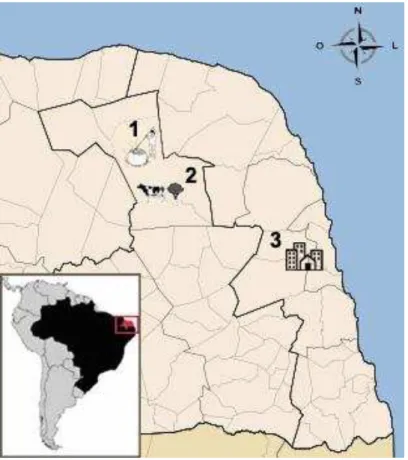 Figura  5.  Mapa  da  á rea  de  estudo.  O  número  “1”  indica  o  local  correspondente  à  comunidade  do  Amarelão  (onde  ocorre  o  beneficiamento  da  castanha  de  caju);  o  número  “2”  indica  a  localização  da  Fazenda  Sta