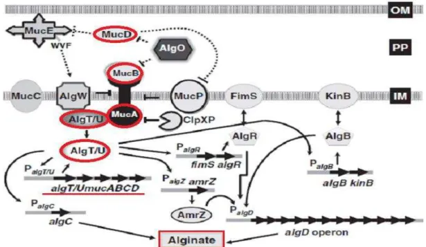 Figura 1. Ilustração da complexa regulação de produção de alginato. Resumidamente: A produção de alginato é  controlada pelo operon algD