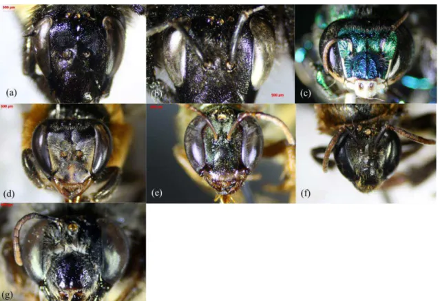 Figura 2. Imagens  das espécies de abelhas utilizadas neste estudo obtidas em esteromicroscópio sob o mesmo  aumento  (20x)