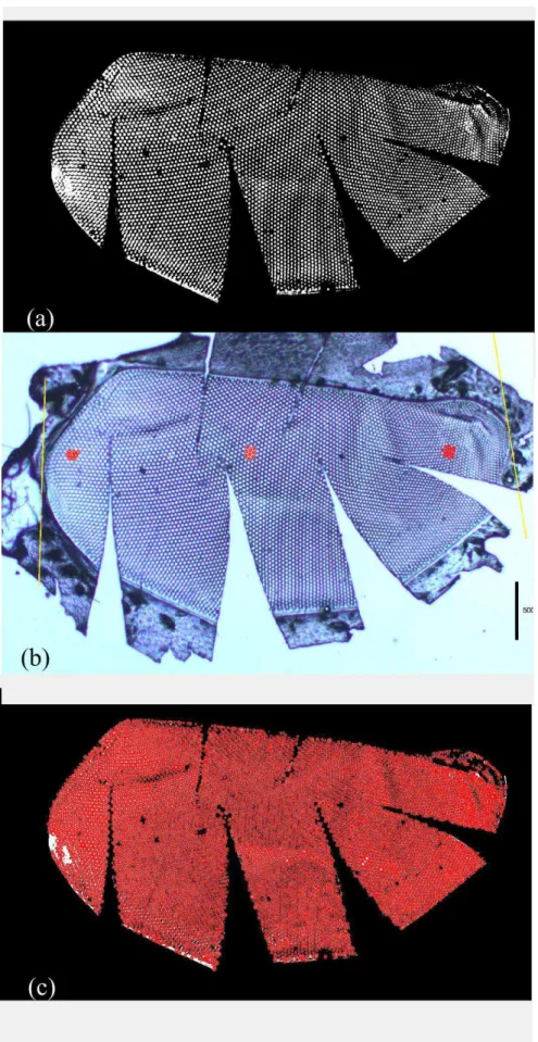 Figura 3. Imagens obtidas a partir do molde do olho composto esquerdo de  Ptiloglossa latecalcarata