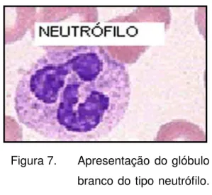 Figura 7.   Apresentação do glóbulo  branco do tipo neutrófilo. 