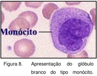 Figura 8.  Apresentação  do  glóbulo  branco  do  tipo  monócito. 